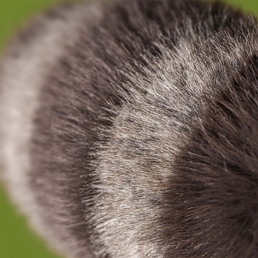 Jellycat Trixiwoo Raccoon - Casteleyn